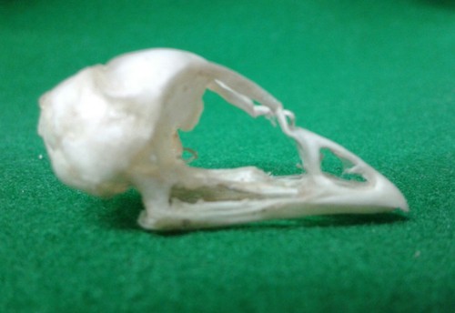 One day old - day, skull