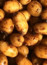 5kg Fully Prepared Standard