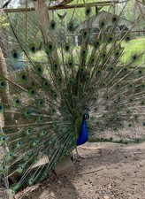 PRE-SALE ~5~ Peacock Peafowl