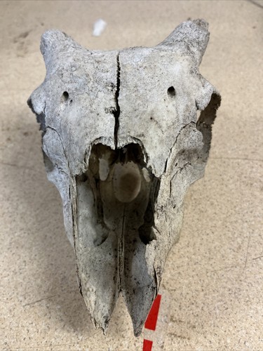 Taxidermy rams skull - rams,