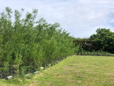 30x 90cm Hybrid Willow