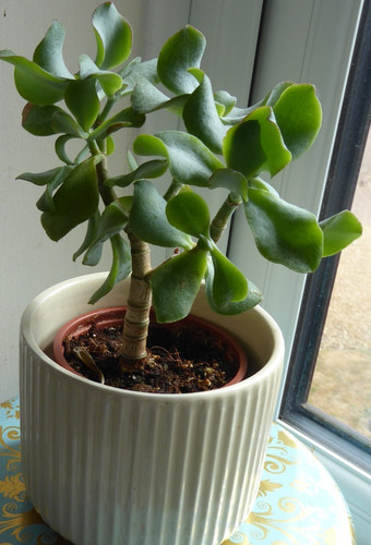Crassula-ovata-undulata-curly-