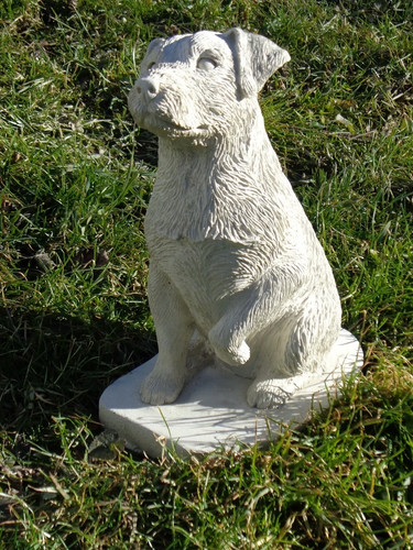 Jack russell rough coat - jack,