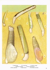 Gapers Razor Shells Pod Otter Basket Old Picture Print Vintage 1971 OBOIN#81