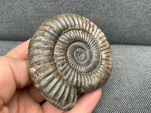 Dactylioceras jurassic - dactylioceras,