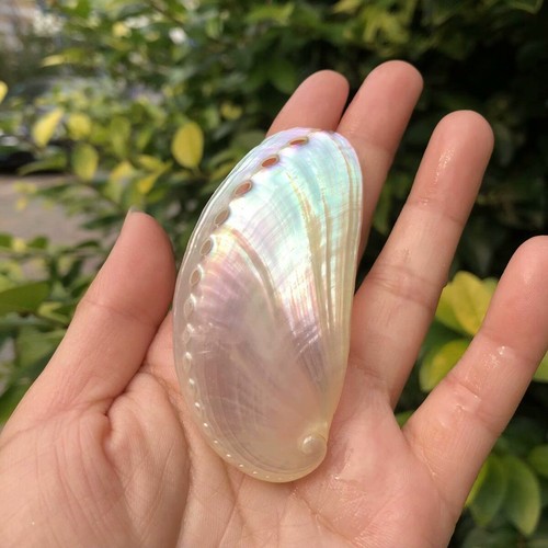 White donkey ear shell natural - white,