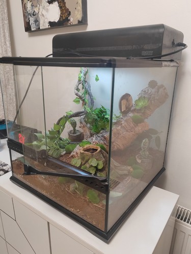 Vivarium reptile tortoise - vivarium,