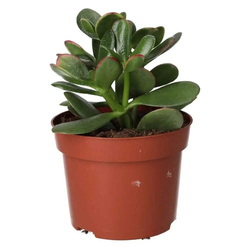 Jade plant - plant, sp.)
