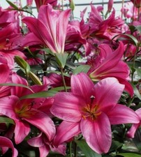 4 x Lily Purple Prince Bulbs