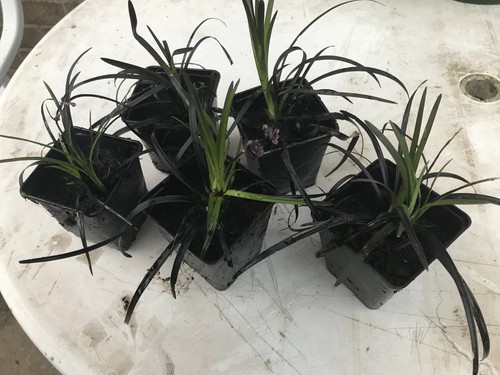 Ophiopogon planiscapus - x,