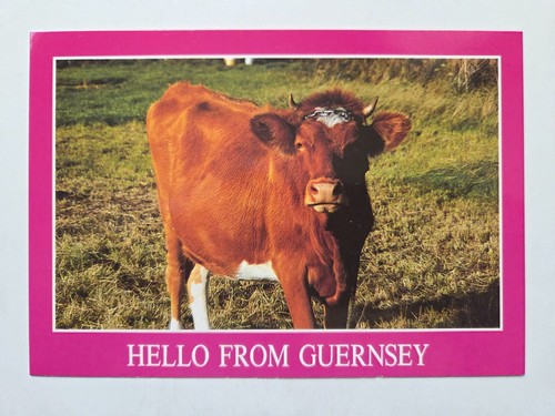 Hello from guernsey cow - guernsey,,