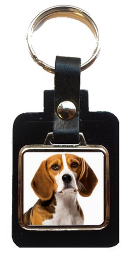 Beagle dog pet black - beagle,