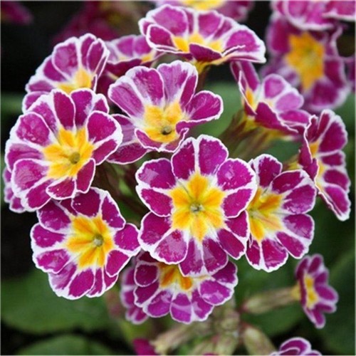 Primula victoriana laced - ,