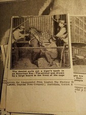 Ot22 Ephemera 1920 picture dentist pulls out tiger's teeth America 