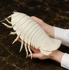 Museum-Quality Bathynomus