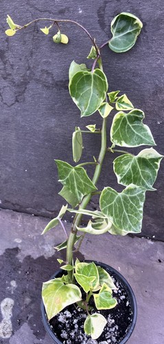 Senecio macroglossus - senecio,