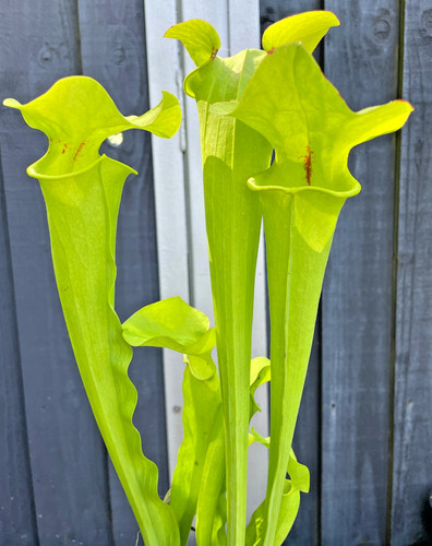 Sarracenia flava var - .,
