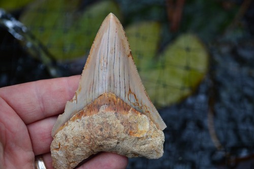 Mega megalodon shark - mega,