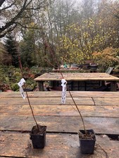 🍂 Dogwood Saplings 65cm – Cornus spp. 🍂