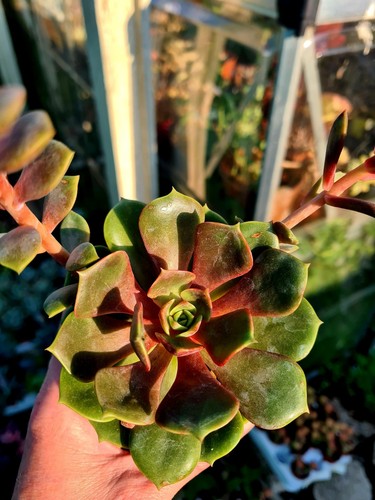 Echeveria vampire red ball - ball, |