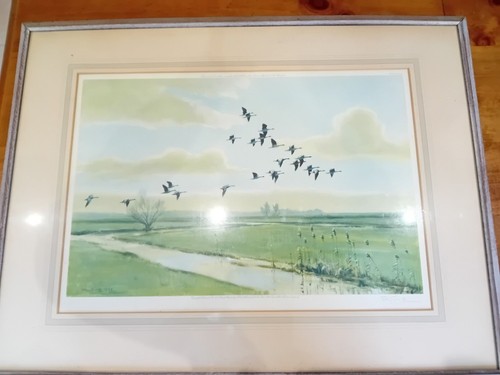Pink feet the wild geese - the,