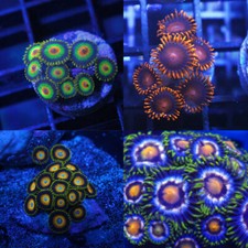Zoanthid coral frag - frag, pack-4