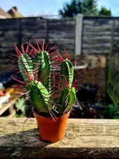 Euphorbia Enopla succulent plant in pot