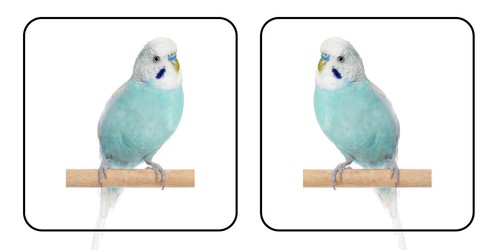 Blue budgie bird stickers - 20,
