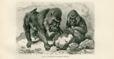 MANDRILL MONKEY ANTIQUE 1885 ANIMAL ENGRAVING ART PRINT