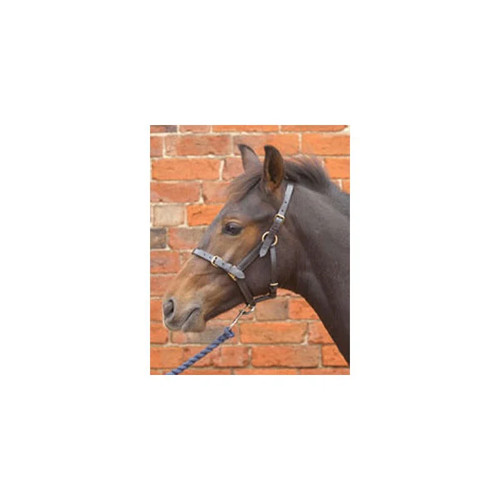 Leather foal headcollar - leather,