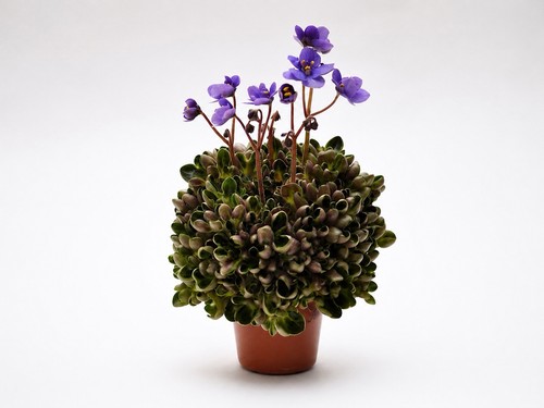 African violet mac s - violet, ‘mac’s