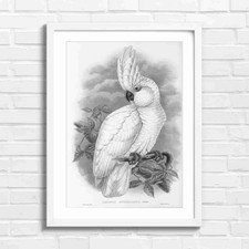 Cockatoo Art White Bird