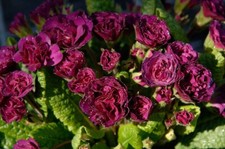 Double Primrose Primula