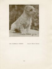 NORFOLK NORWICH TERRIER PUP OLD VINTAGE 1934 NAMED DOG SEPIA PRINT PAGE