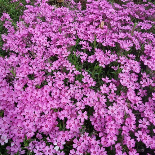 Phlox subulata zwergenteppich - subulata,