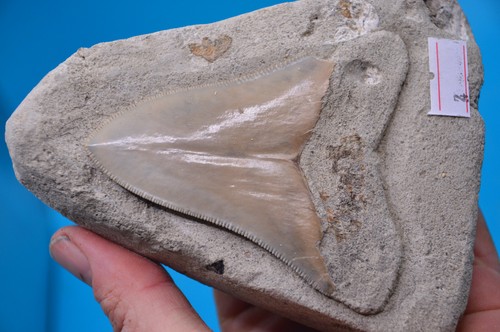 Stunning megalodon shark - stunning, 3.5"