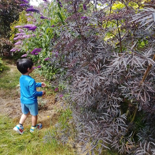 Elderberry elder sambucus - elder,