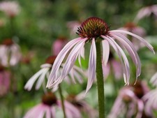 Echinacea pallida coneflower - , 6
