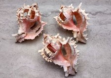 Multi Cut Pink Murex Seashells