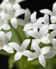 Sweet Woodruff Plants - Galium oderatum - shade loving perennial 5 x 9cm pots