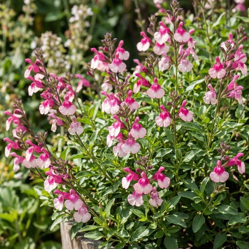 Salvia mirage rose - rose, bicolour