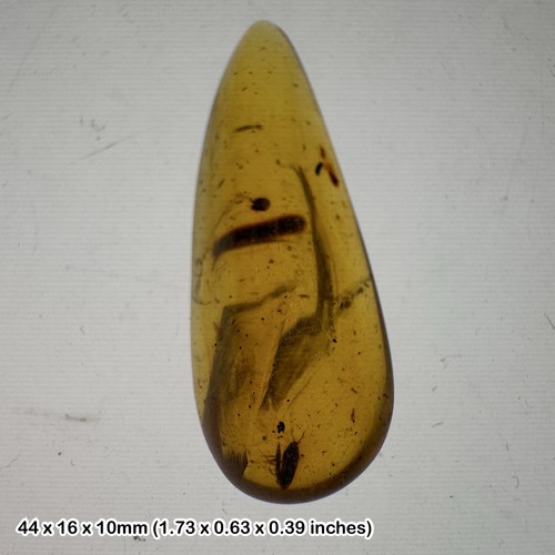 Burmese cretaceous amber with