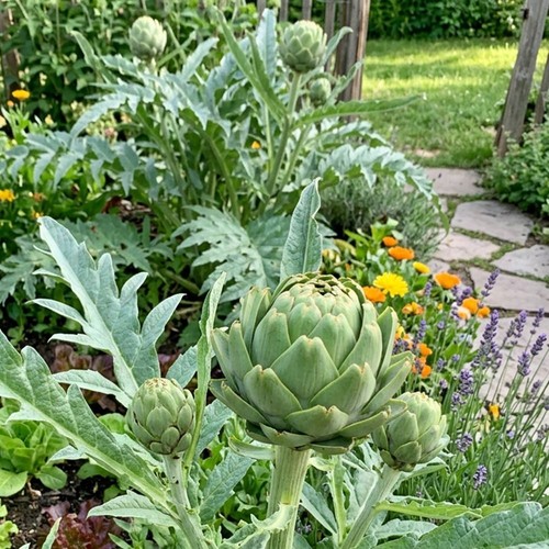 Artichoke green globe - artichoke,