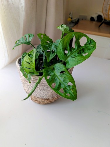 Monstera adansonii swiss - monstera, 'swiss