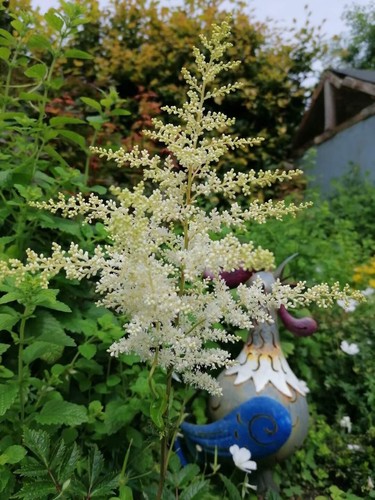 White astilbe bare root - 2,