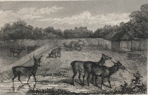 Hunting deer paddocks in - -,