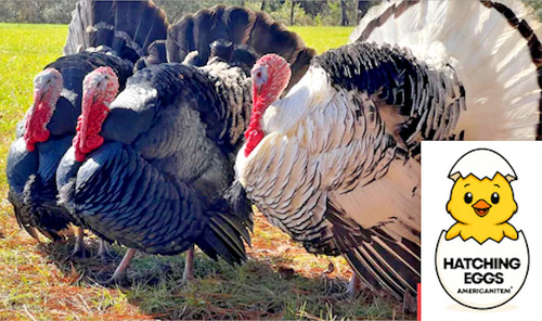 Fertile barnyard mix turkey - 3,