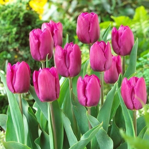 10x tulips purple - 10x, bulbs