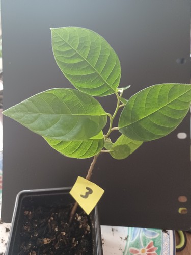 Cherimoya plant - , seed)