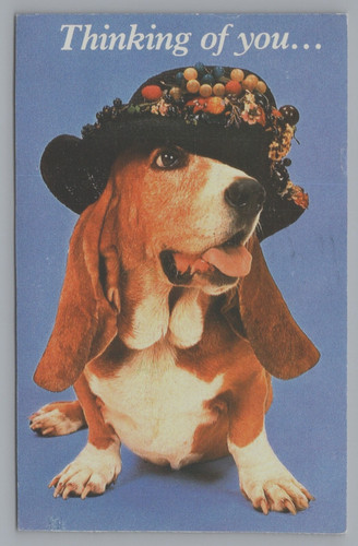 Postcard basset hound hat - basset,